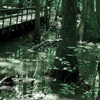 murky waters